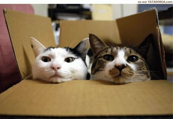 Gatos adoram caixas de papelão