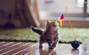 kitten-playing