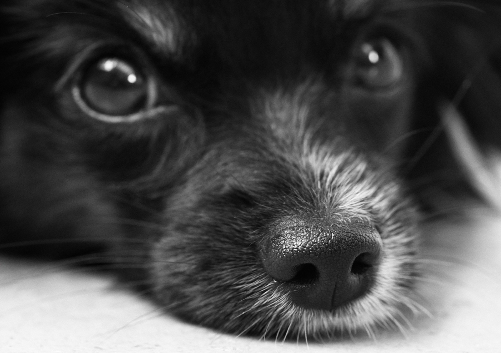 dog-puppy-papillon-eyes-snout-nose-hair-face