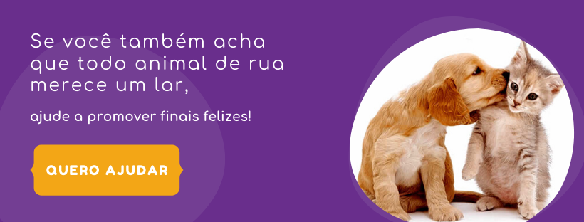 Doação de Cachorros e Gatos, Achados e Perdidos em Curitiba. Cãopanheiro -  Adote um amigo!: Bianca, Boxer Branca - Perdida VOLTOU PRA CASA