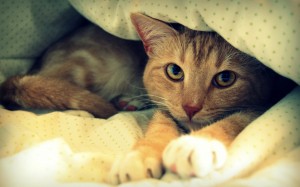 cat-in-blanket-wide
