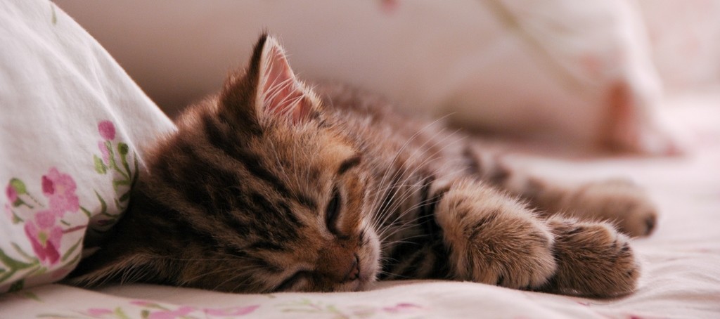 Gestantes, bebês e gatos podem viver na mesma casa com saúde; veja